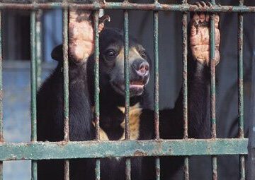 bear-thumb-380xauto-6523-1 Bile Bear Farm Horrors: Mother Bear Kills Cub and Then Itself