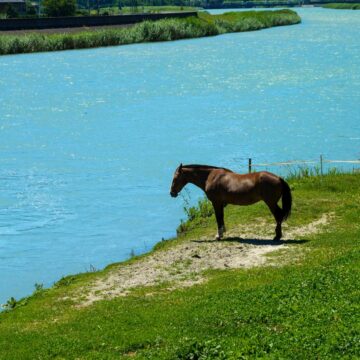 Kelpie Mythology: The Horse That Becomes a Drowning Trap A dark horse stands on a grassy bank beside blue water.