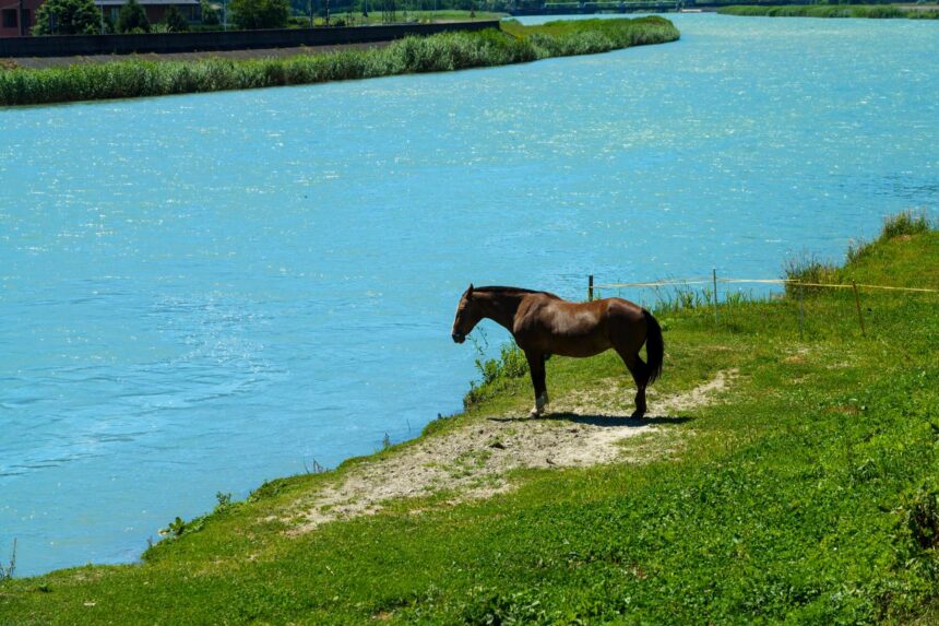 A dark horse stands on a grassy bank beside blue water.