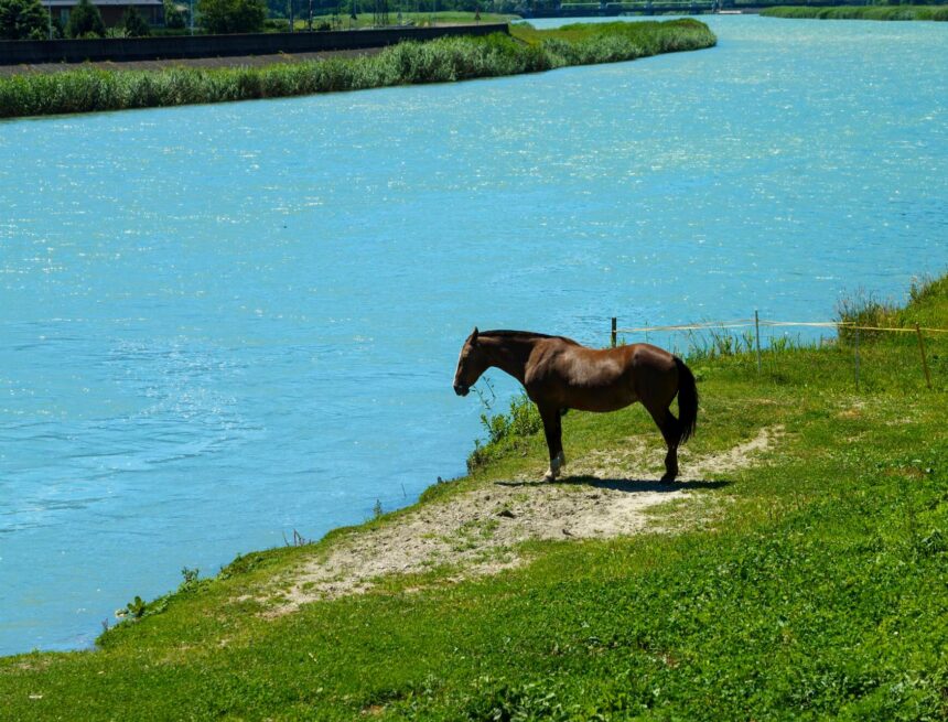 A dark horse stands on a grassy bank beside blue water.